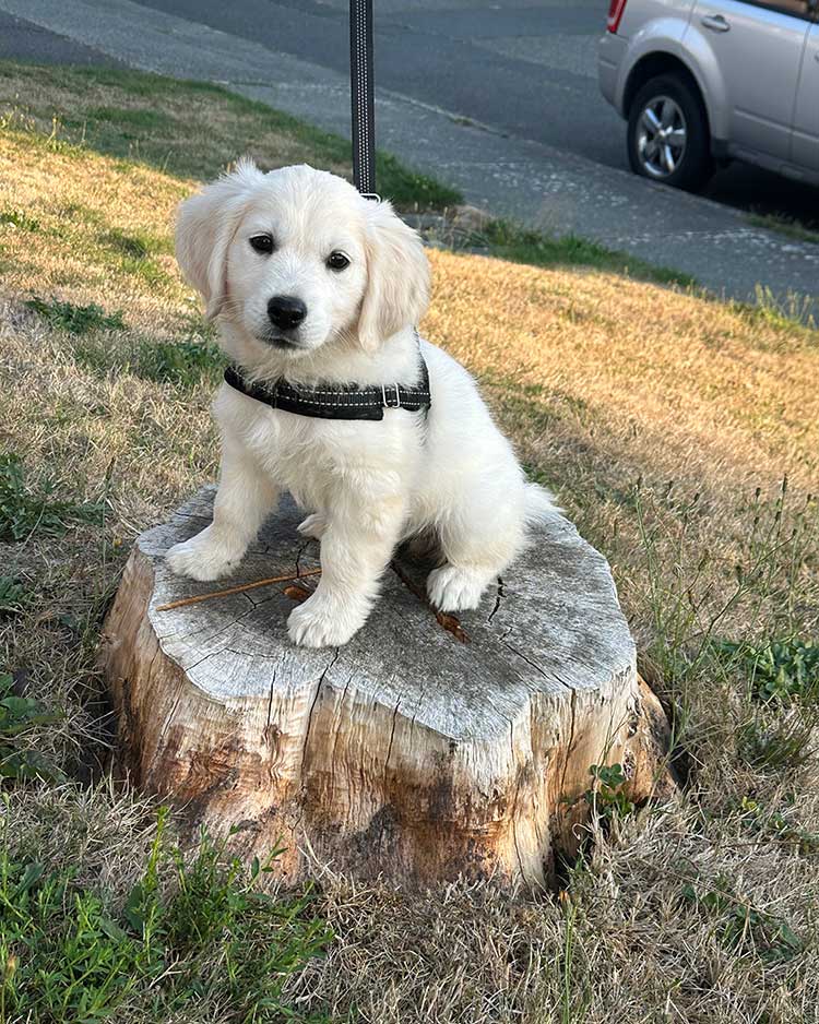 GalleryHenryBabyStump2_TT.jpg