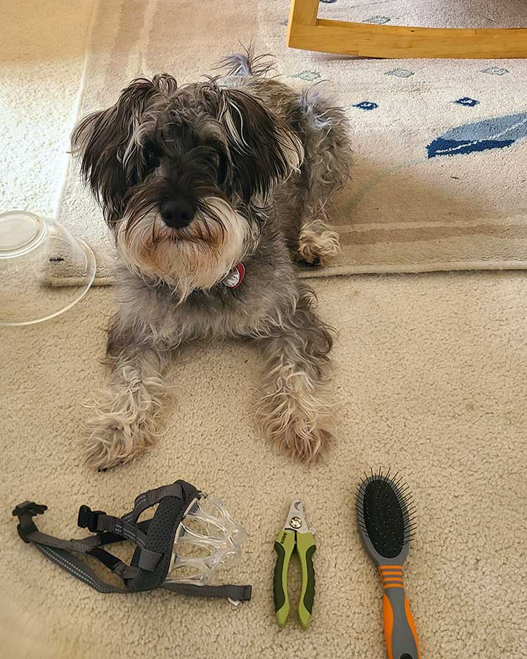 GalleryLennyGroomingTools_FFF.jpg