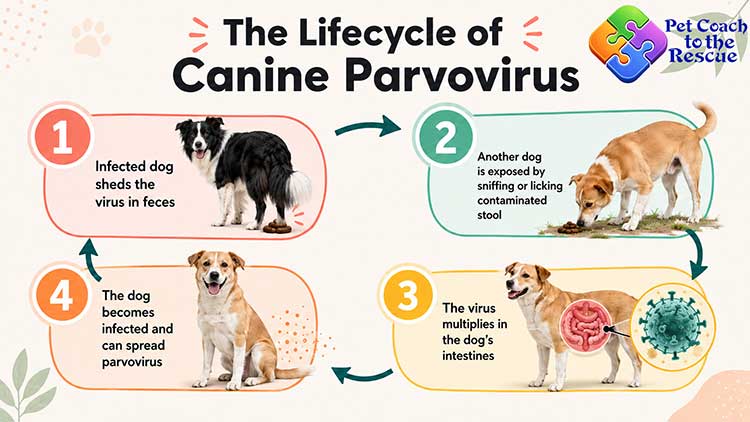 BLOGPOST_PreventParvovirus07022026_s.jpg BLOGPOST_PreventParvovirus07022026_s.jpg