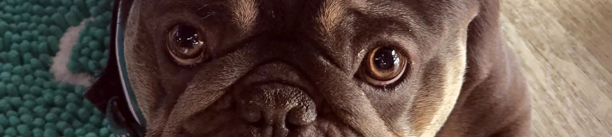 Dog Trainer Everett Force-Free Training Pet Coach to the Rescue | Everett WA 206-718-4574 Dog Training Services Near Me